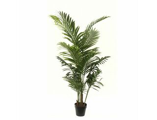 Areca Palm - 1.2m