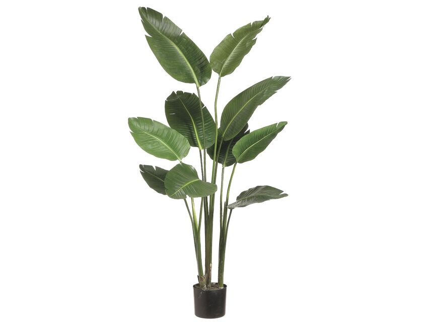 Bird of Paradise - 1.3m - 1.8m