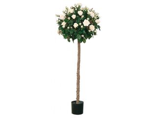 White Rose Bush Tree