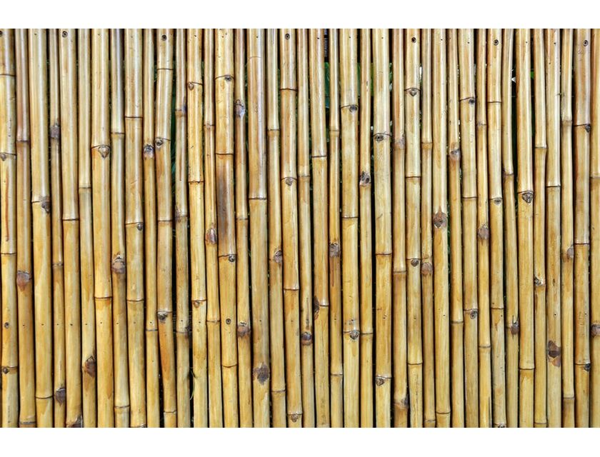 Bamboo Wall