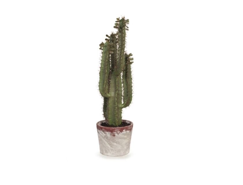 Mini Cactus - 80cm