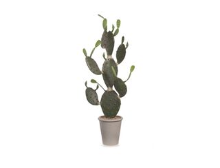 Prickly Pear Cactus - 1.3cm