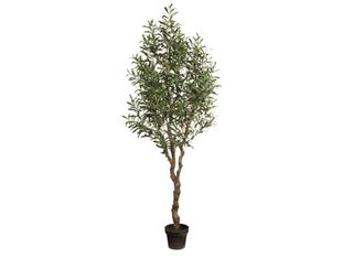 Olive Tree