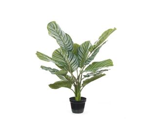 Calathea