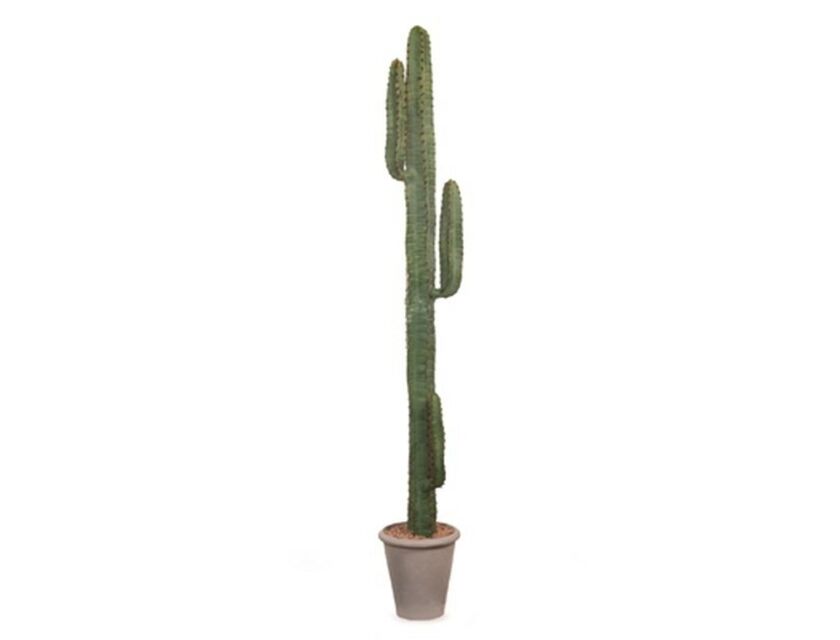 Cactus - 2m