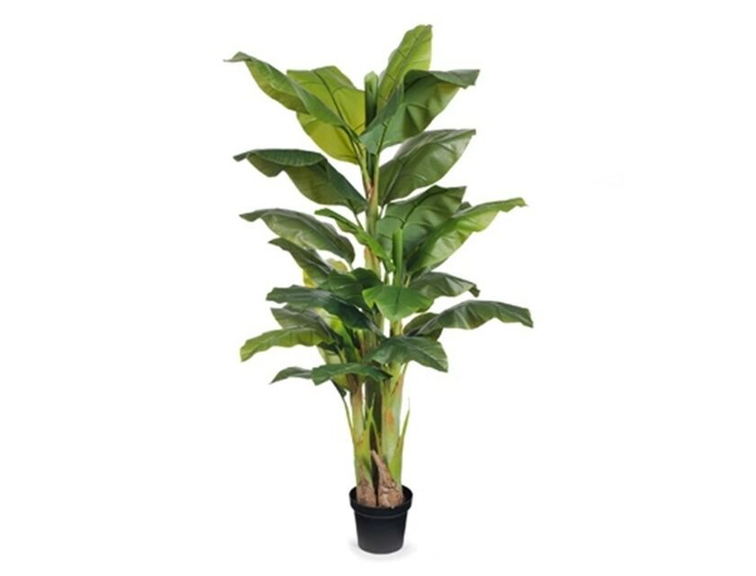 Banana Palm - 1.8m - 2.4m