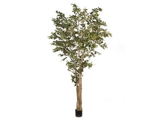 Giant Ficus Tree 3m