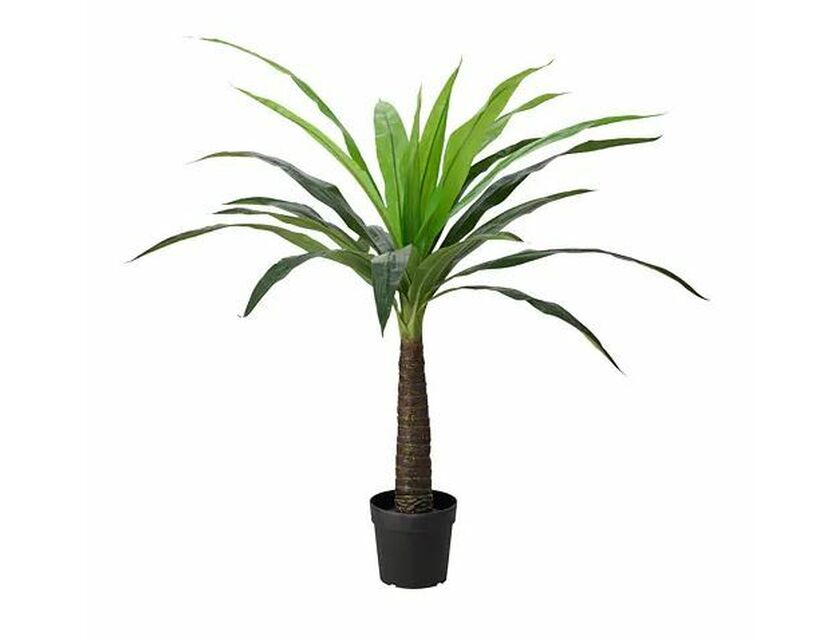 Pineapple Palm - 1.4m