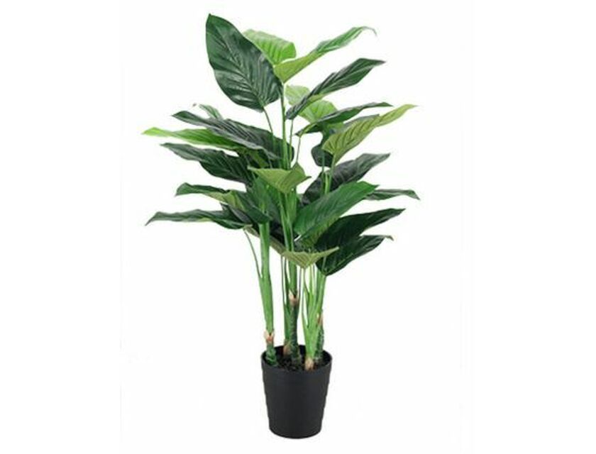 Philodendron Plant