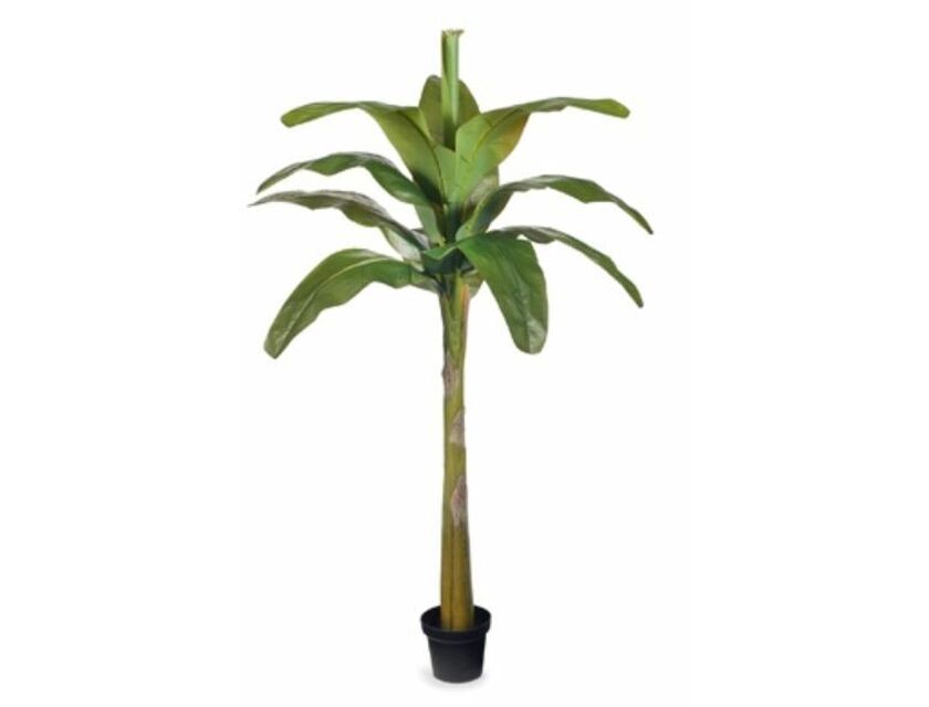 Tropical Palm - 1.9m