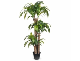 Dracaena - 1.5m