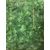 Ivy Roll - 1m x 3m