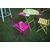 Paris Cafe Chairs - Black