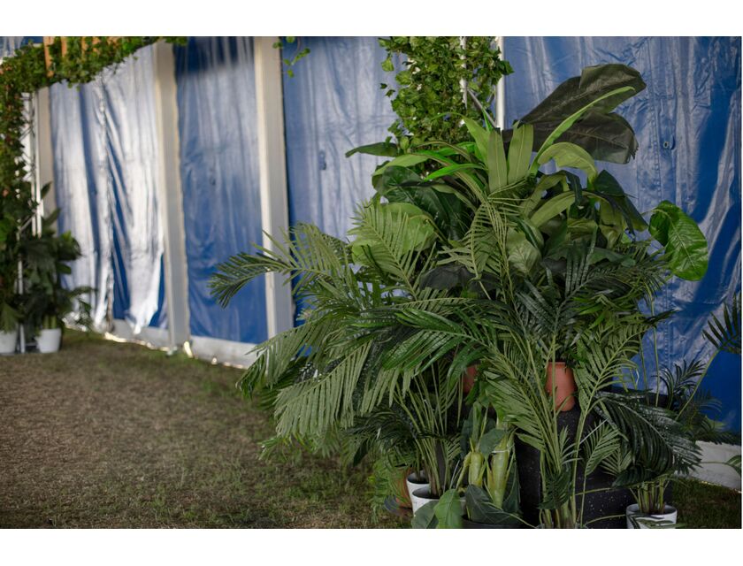 Jungle Plants - Pack of 5