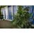 Jungle Plants - Pack of 5