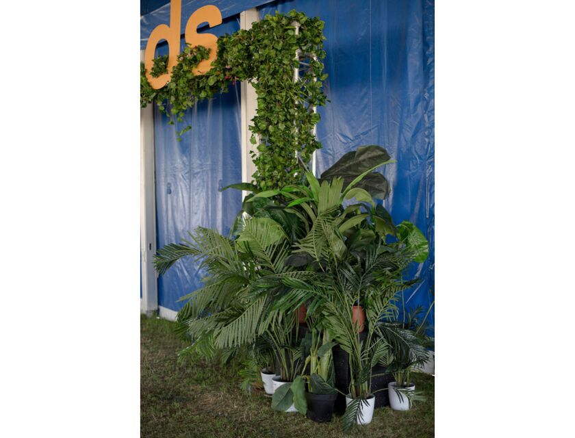 Areca Palm - 1.2m