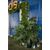 Areca Palm - 1.2m