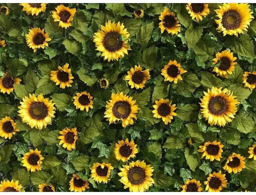 Sunflower Wall