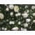 White Rose Ivy Wall