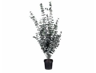 Native Dollar Tree - Dark Green - 1.4m