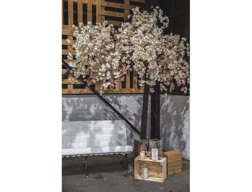 Large Cherry Blossom Tree