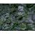 Ivy Roll - 1m x 3m
