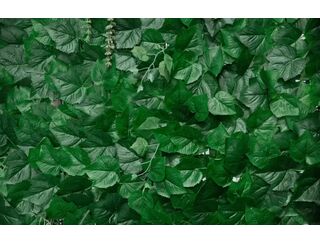 Scattered Ivy Wall