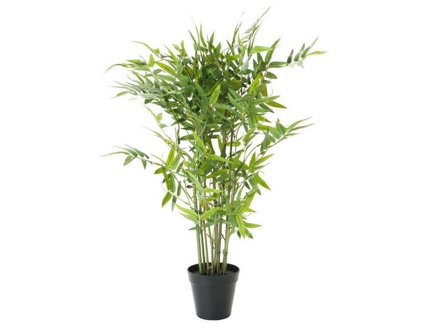 Small Bamboo Tree