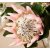 Protea King - Pink - 30cm